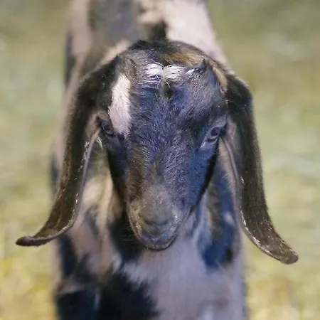 Studio A La Ferme